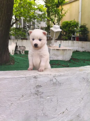 Filhote de husky fêmea