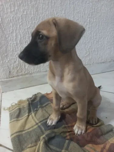 Doação de cachorro