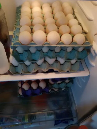 Ovos de pata