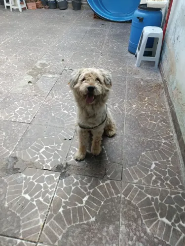 Adoção de cachorro