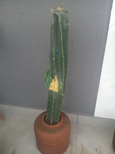 Cacto