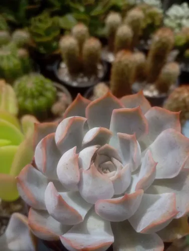 Cactos e Suculentas Orgânicas Variadas