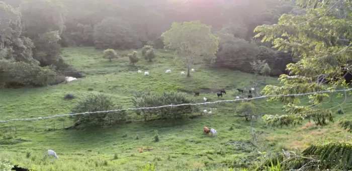 FAZENDA A VENDA  AREA RURAL DE  UBAITABA - BA