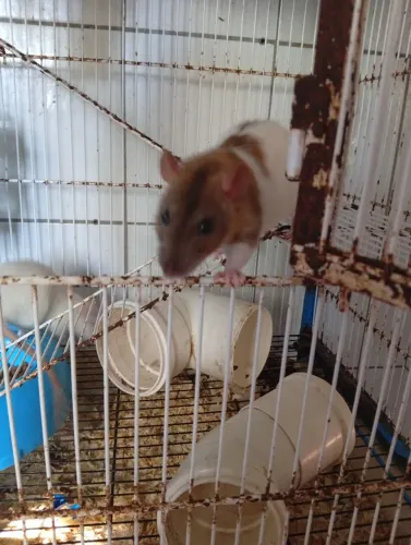 Vende se Twister fêmea Rex (com cria)