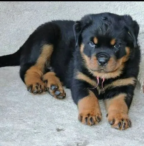 Belos monstrão gigante rottweiller alemão top
