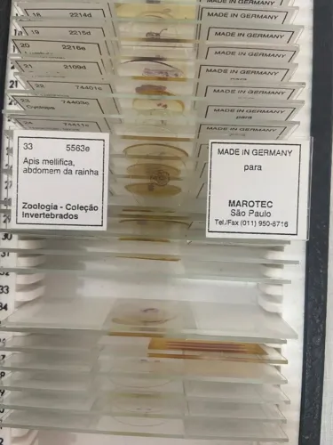 Lâminas Microscópio Zoologia Coleção Invertebrados