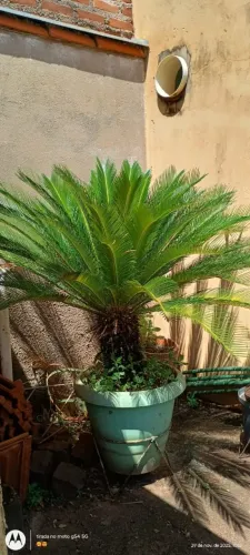 Vaso de Cica Revoluta 