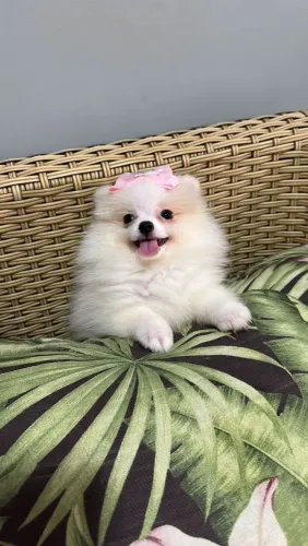 Spitz Alemão Anão fêmea com dois meses