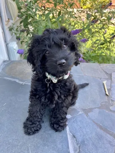 Poodle Filhotes Adoráveis na Cor Preto
