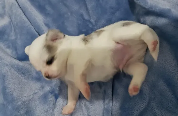 Chihuahua Minúsculos, com Pelo Longo e Curto!