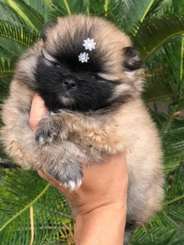 Lulu da Pomerânia