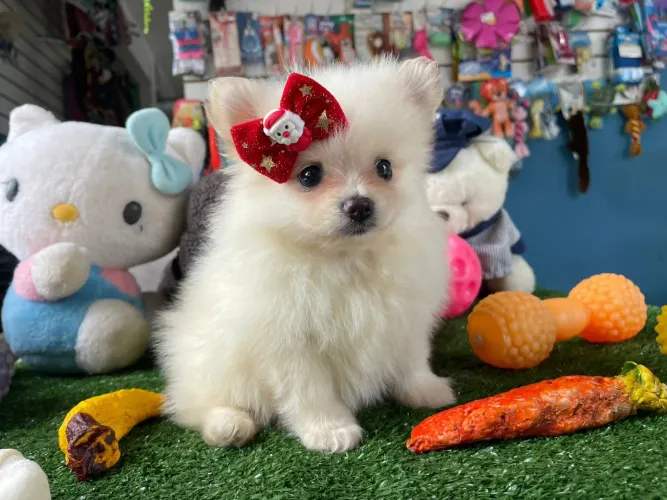 Spitz alemão fêmea mini vacinada