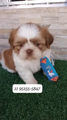 Shih tzu