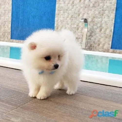 Filhotes de Spitz Alemão | Lindos e cheios de personalidade!