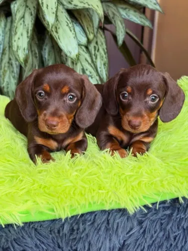 Salsichinhaas Promoção relâmpago a pronta entrega