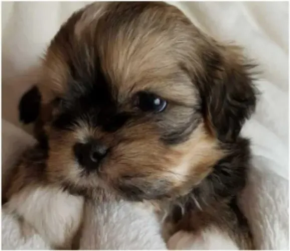 Lhasa apso machinho bicolor com 55 dias vacinado e com  pedigree- Alberto