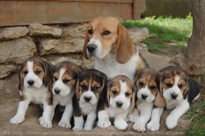 Beagles 13 polegadas 