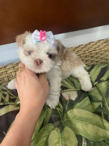 Shitzu cores claras e escuras.