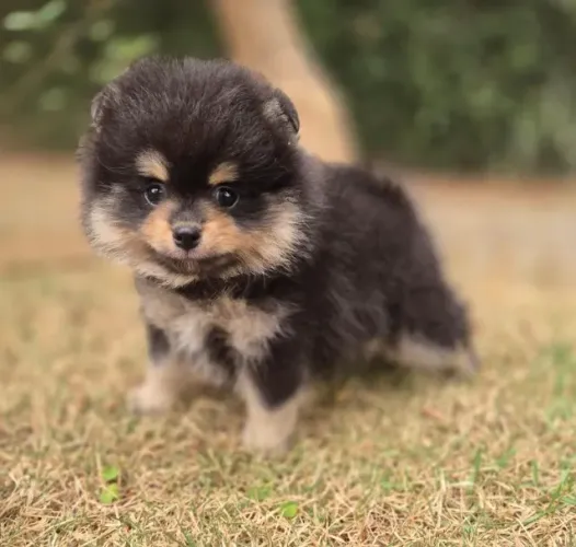 Spitz Alemão Anão - Garanta seu filhote com contrato e garantia de saúde