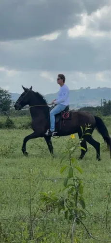 CAMPOLINA PRETO CASTRADO