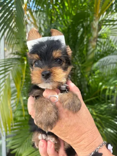 Yorkshire terrier casal