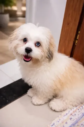 Filhotes de Lhasa Apso Vermifugados | Pronta Entrega | Cabo Frio