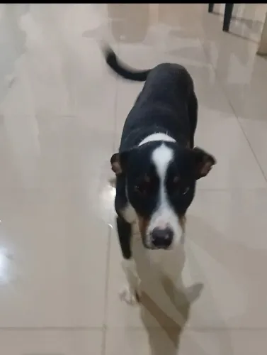 Doação de uma lindo cachorro ,nome piter