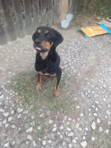 Doação de cachorro mestiço