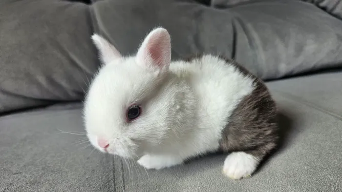 Mini Coelho/ Coelho Anão/ Netherland Dwarf: O Menor Do Mundo