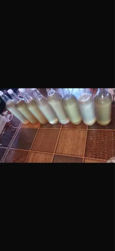 Mel de Mandaçaia ( abelha sem ferrão ,medicinal )