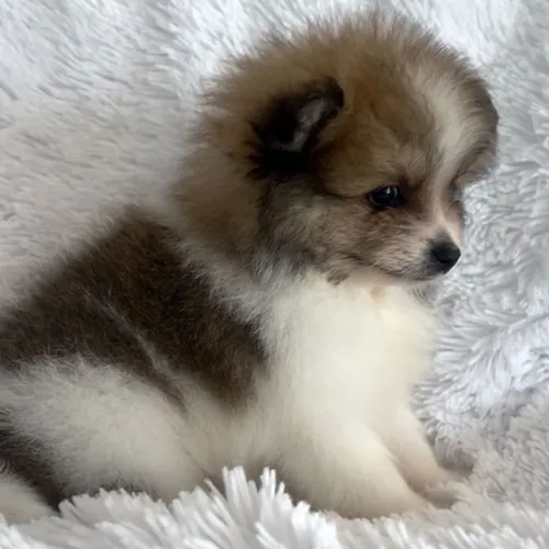 Spitz Alemão Anão 