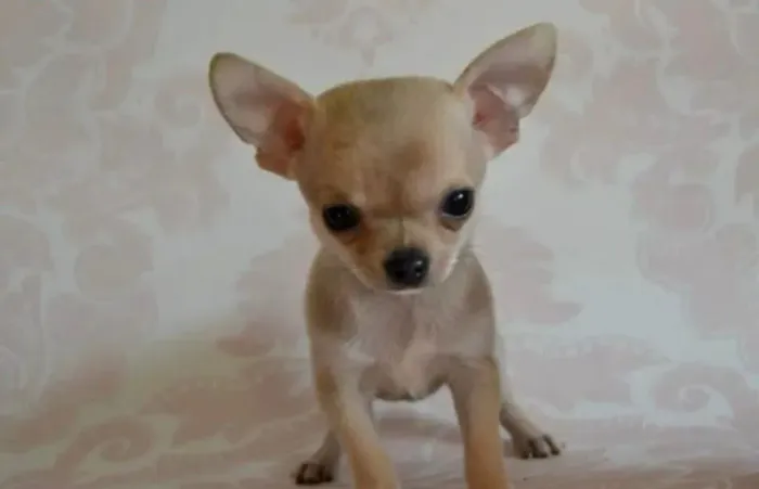 Linda filhote chihuahua 
