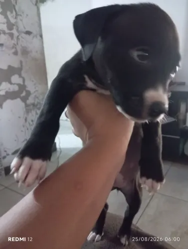 Filhote de Pitbull staffordshire terrier 