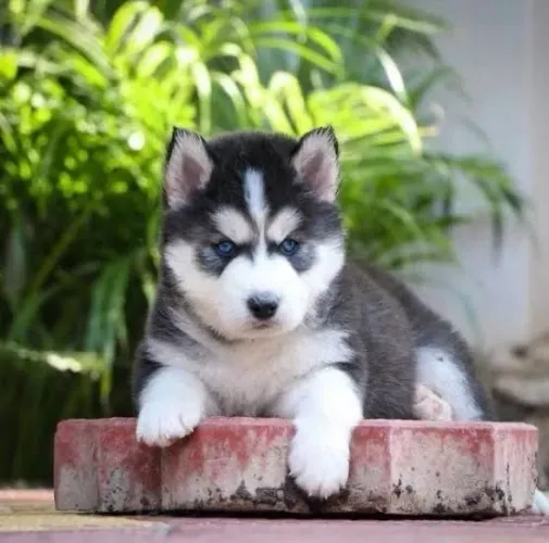 Husky siberiano Garanta agora um amigo para toda vida