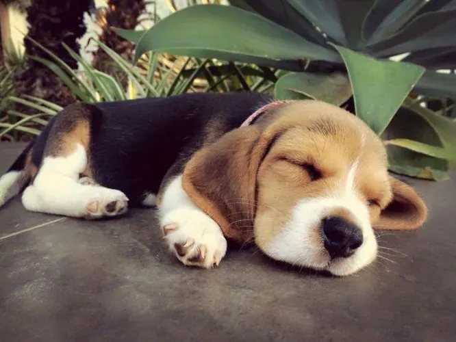 Filhote Beagle Seus dias ficarão mais leves com um amigo peludo!