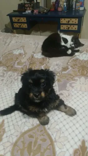 Fêmea Shitzu com poodle 
