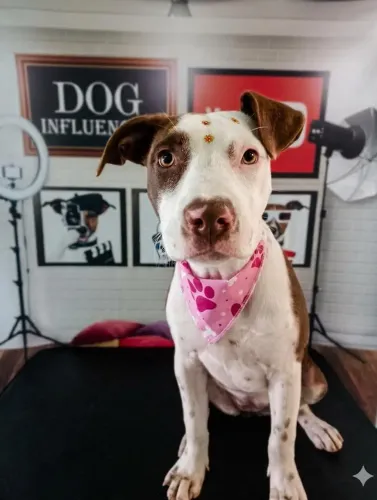 Estou doando uma cadeia pitbull red nose linda. Ela tem 5 meses