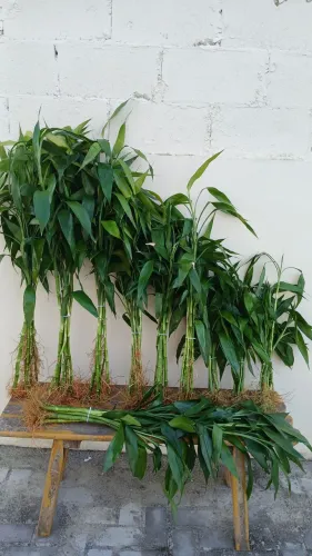 10 kits Bambu da sorte