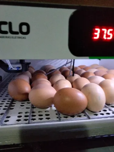 Ovos galados
