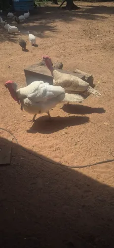 Peru macho