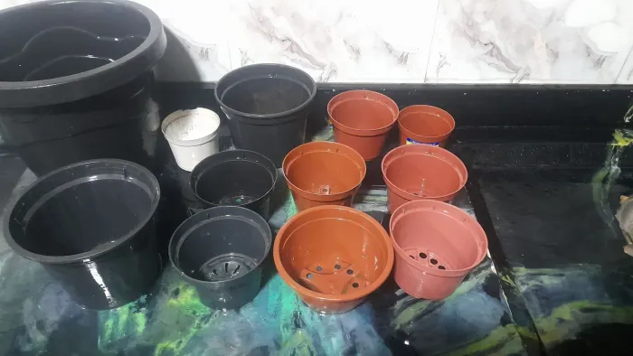 Vasos de plantas
