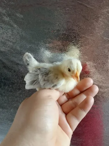 Galinhas MINI