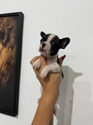 Vendo Buldogue francês puro.