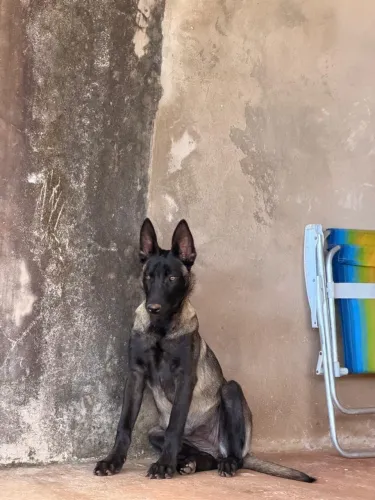 Filhote pastor belga malinoar