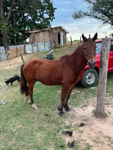 Cavlo marchador