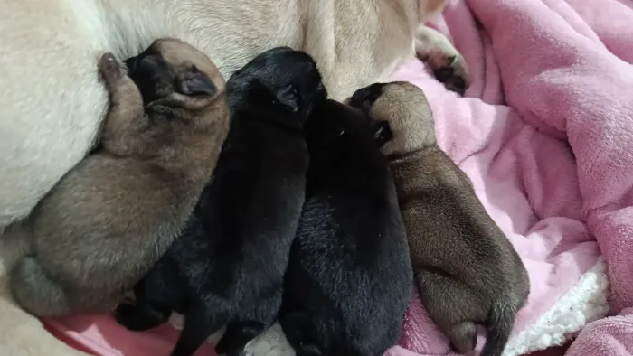 Pug disponível 