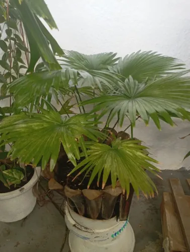 Vendo plantas para seu jardim de casa, sitio e outros