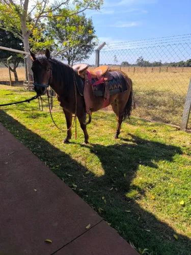Petiços Mangalarga 3 anos - R$ 1.200 cada - Ivinhema/MS