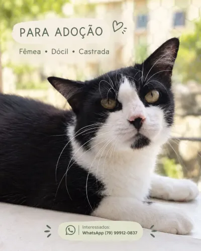 Gatinha para doação