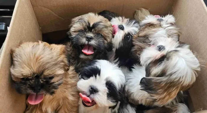 Filhotes de Shih Tzu | Um filhote cheio de delicadeza.
